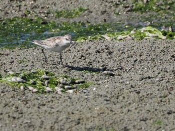 Red-necked Stint 和白干潟 Fri, 11/3/2023