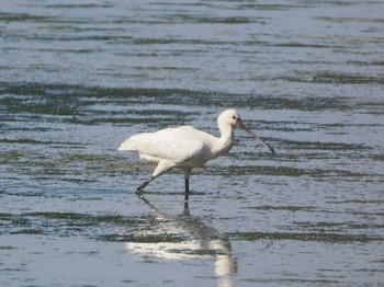 Eurasian Spoonbill 和白干潟 Fri, 11/3/2023