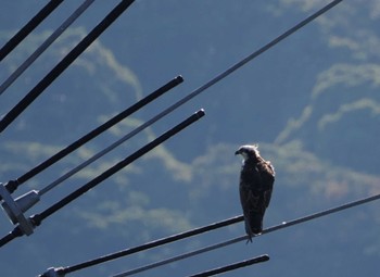 Osprey 和白干潟 Fri, 11/3/2023