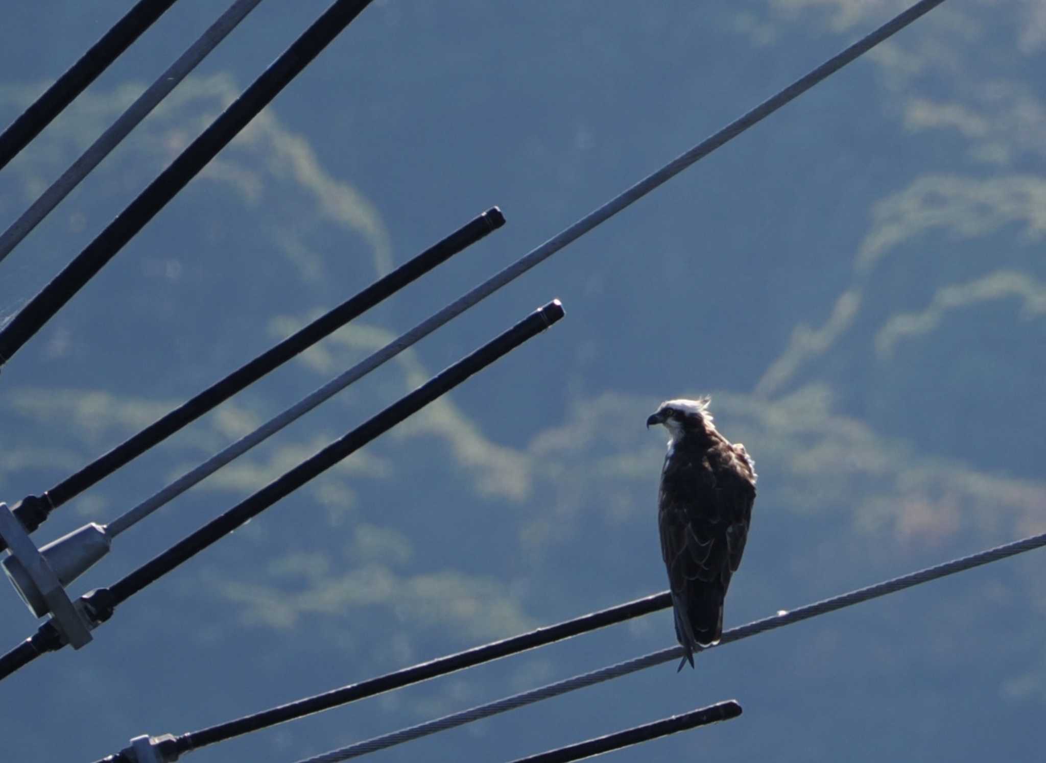 Photo of Osprey at 和白干潟 by umashika