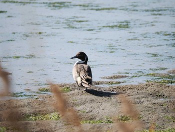 Northern Pintail 和白干潟 Fri, 11/3/2023