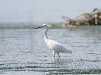 Little Egret 和白干潟 Fri, 11/3/2023