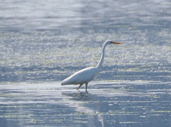 Great Egret 和白干潟 Fri, 11/3/2023