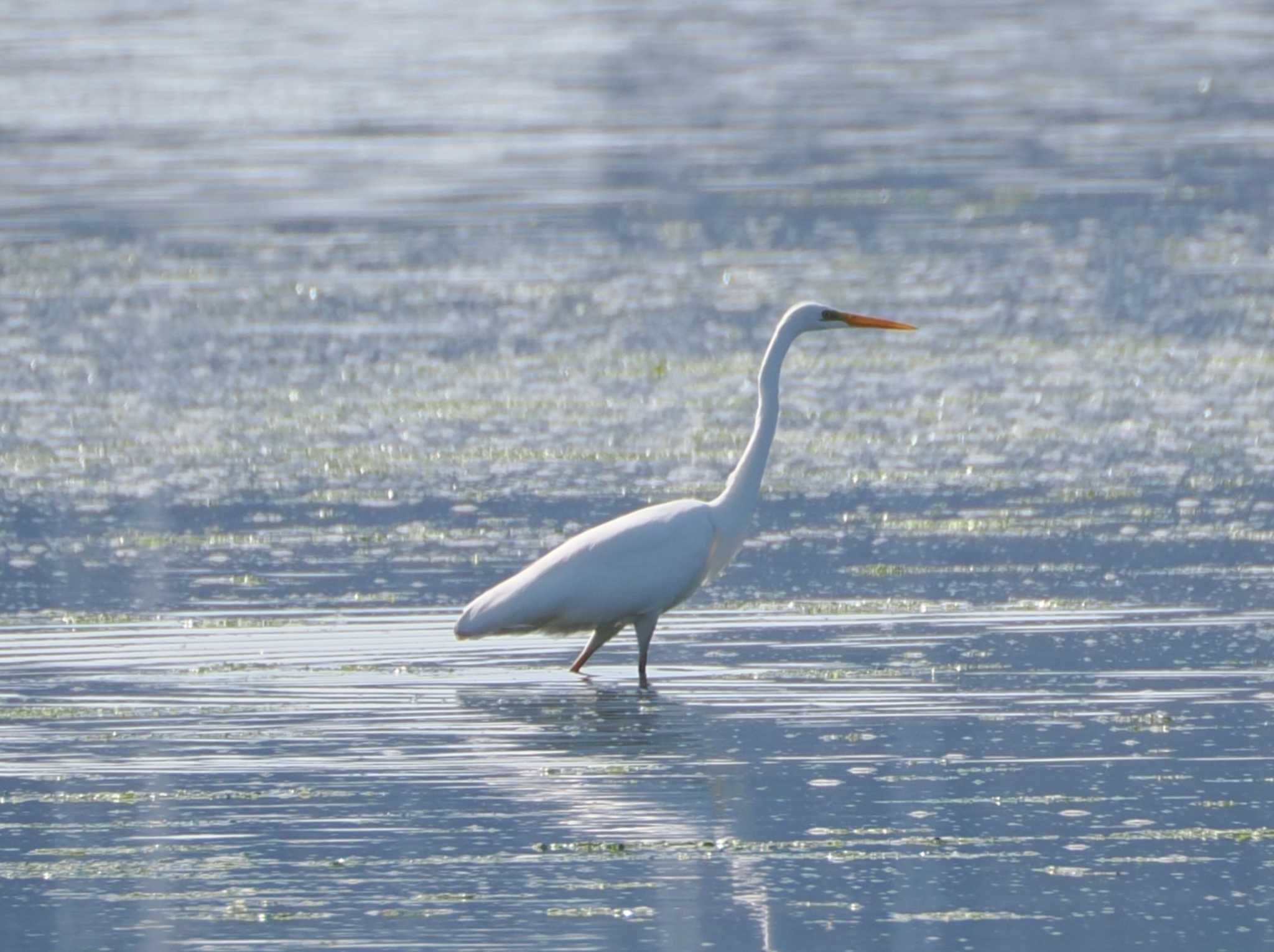 Great Egret