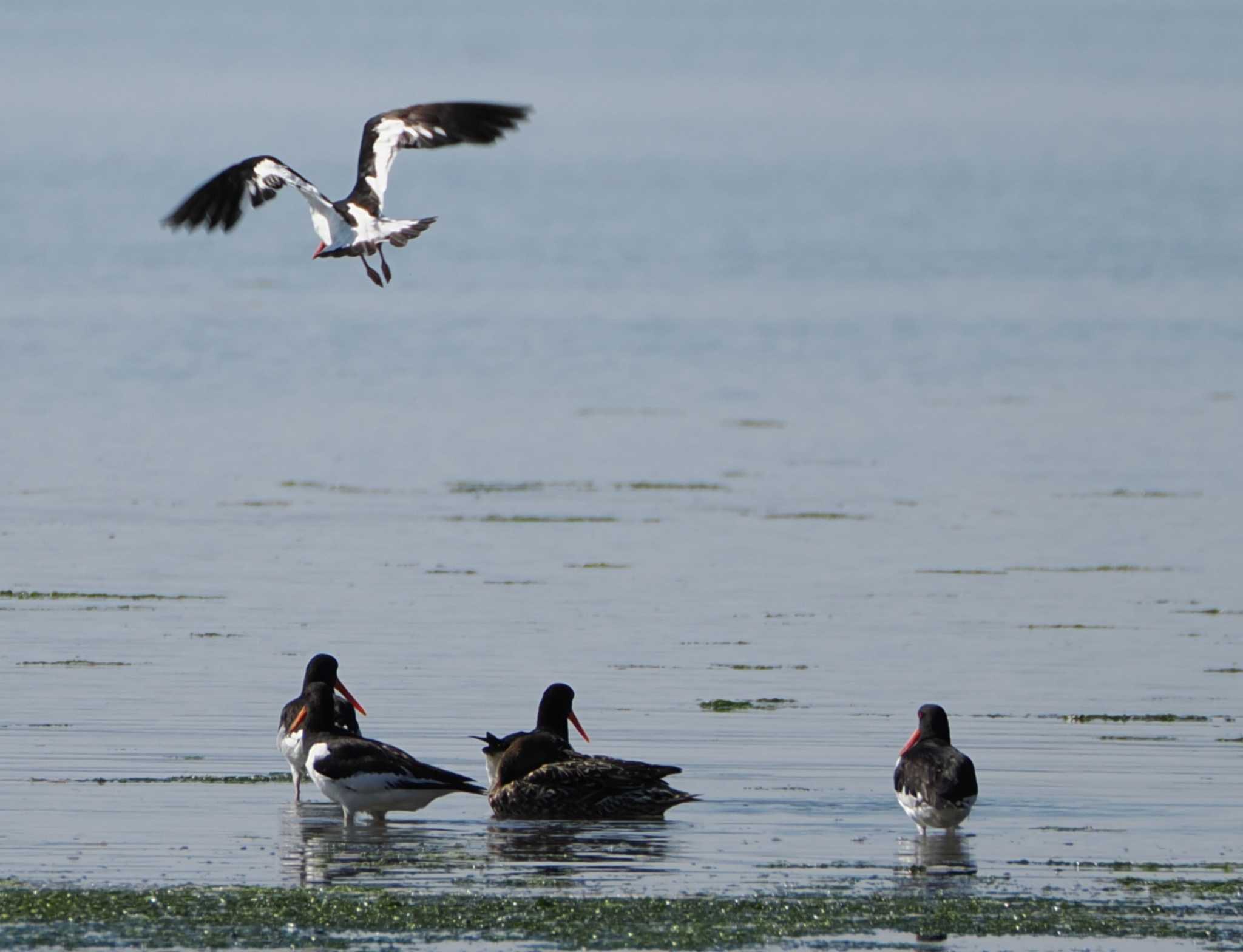 Eurasian Oystercatcher