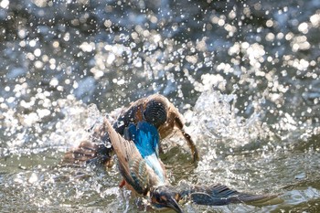 2023年11月3日(金) 大阪府の野鳥観察記録