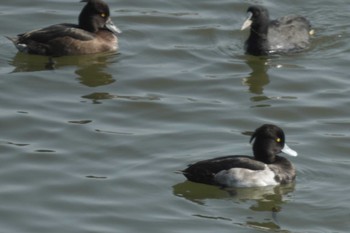 キンクロハジロ 東京港野鳥公園 2023年11月3日(金)