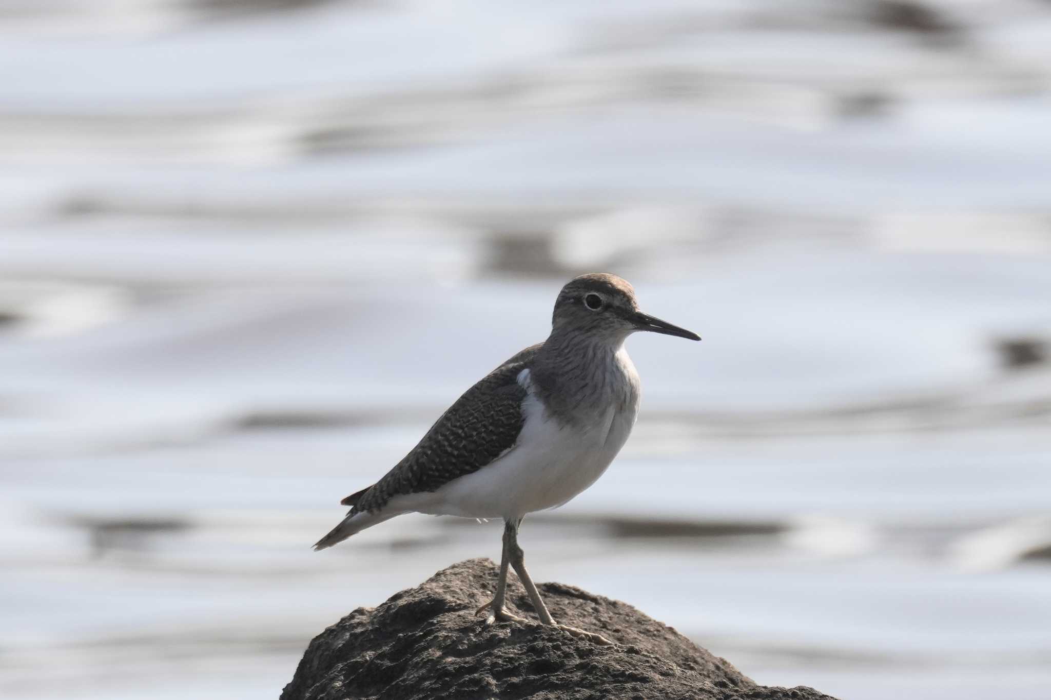 Common Sandpiper