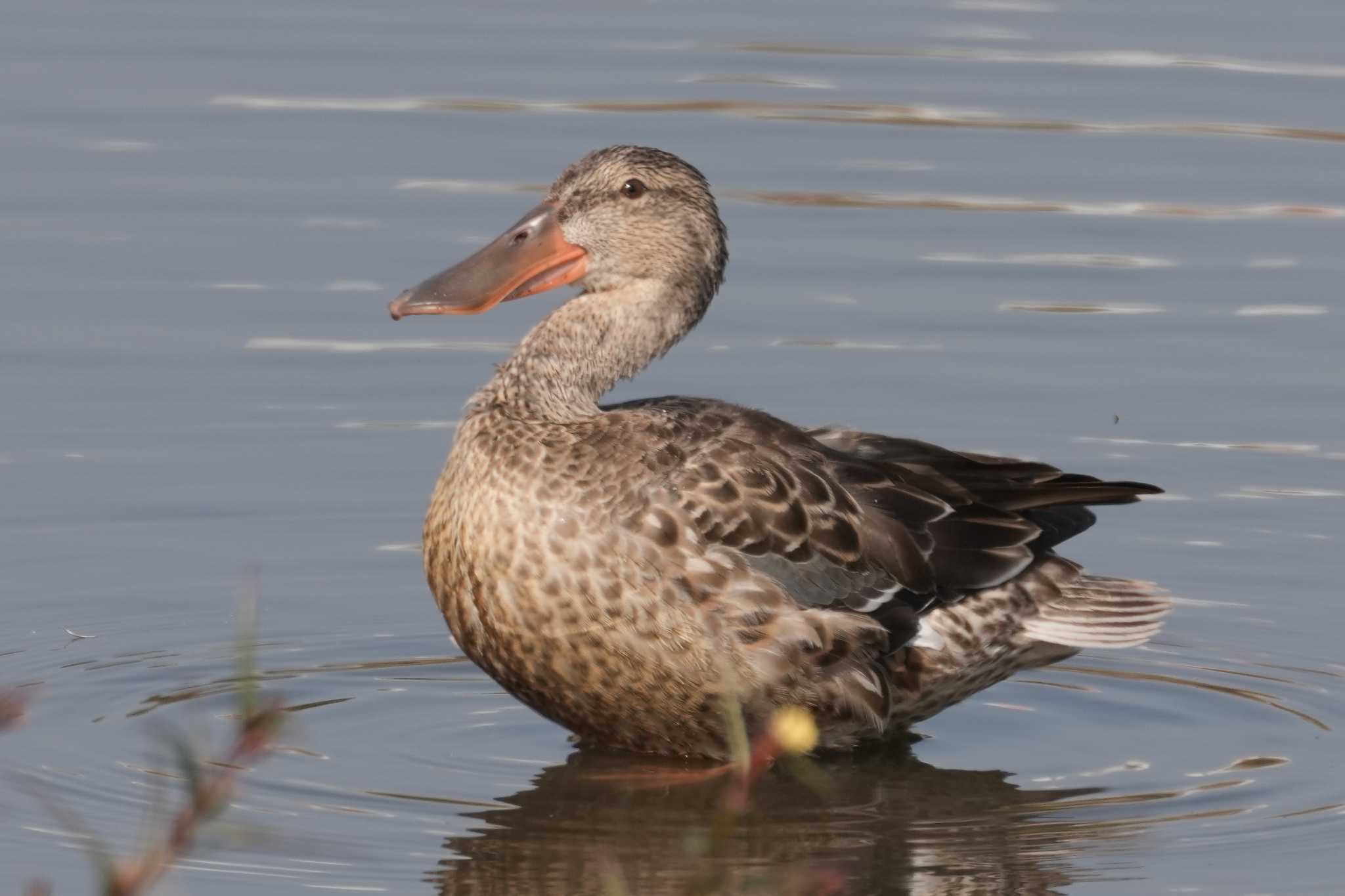 東京港野鳥公園 ハシビロガモの写真 by oyoguneko