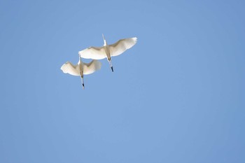 ダイサギ 南郷洗堰(瀬田川洗堰) 2018年9月26日(水)