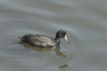 オオバン 東京港野鳥公園 2023年11月3日(金)