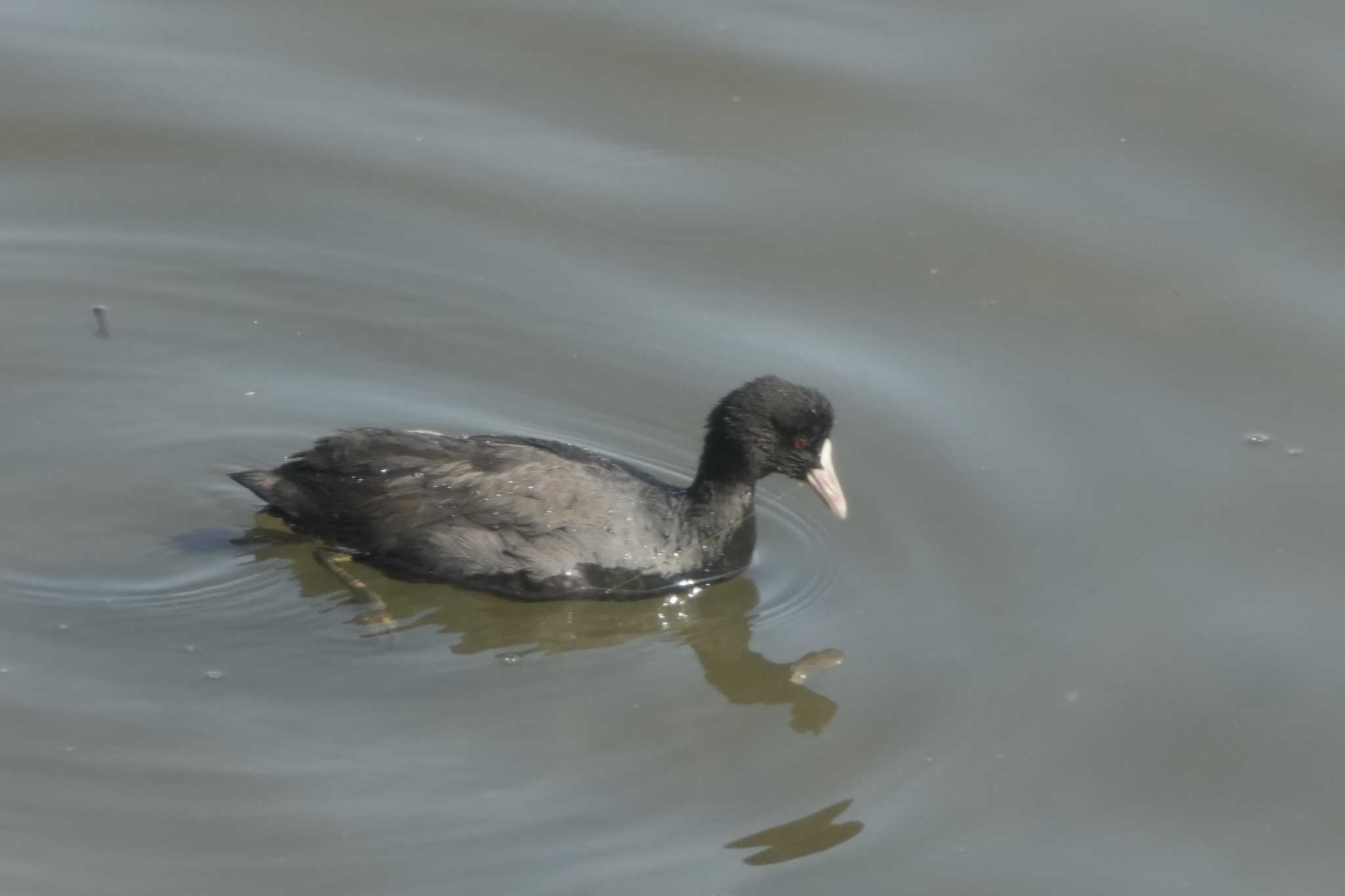 東京港野鳥公園 オオバンの写真 by oyoguneko