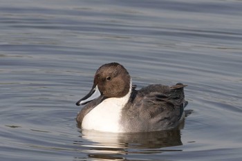 オナガガモ 東京港野鳥公園 2023年11月3日(金)