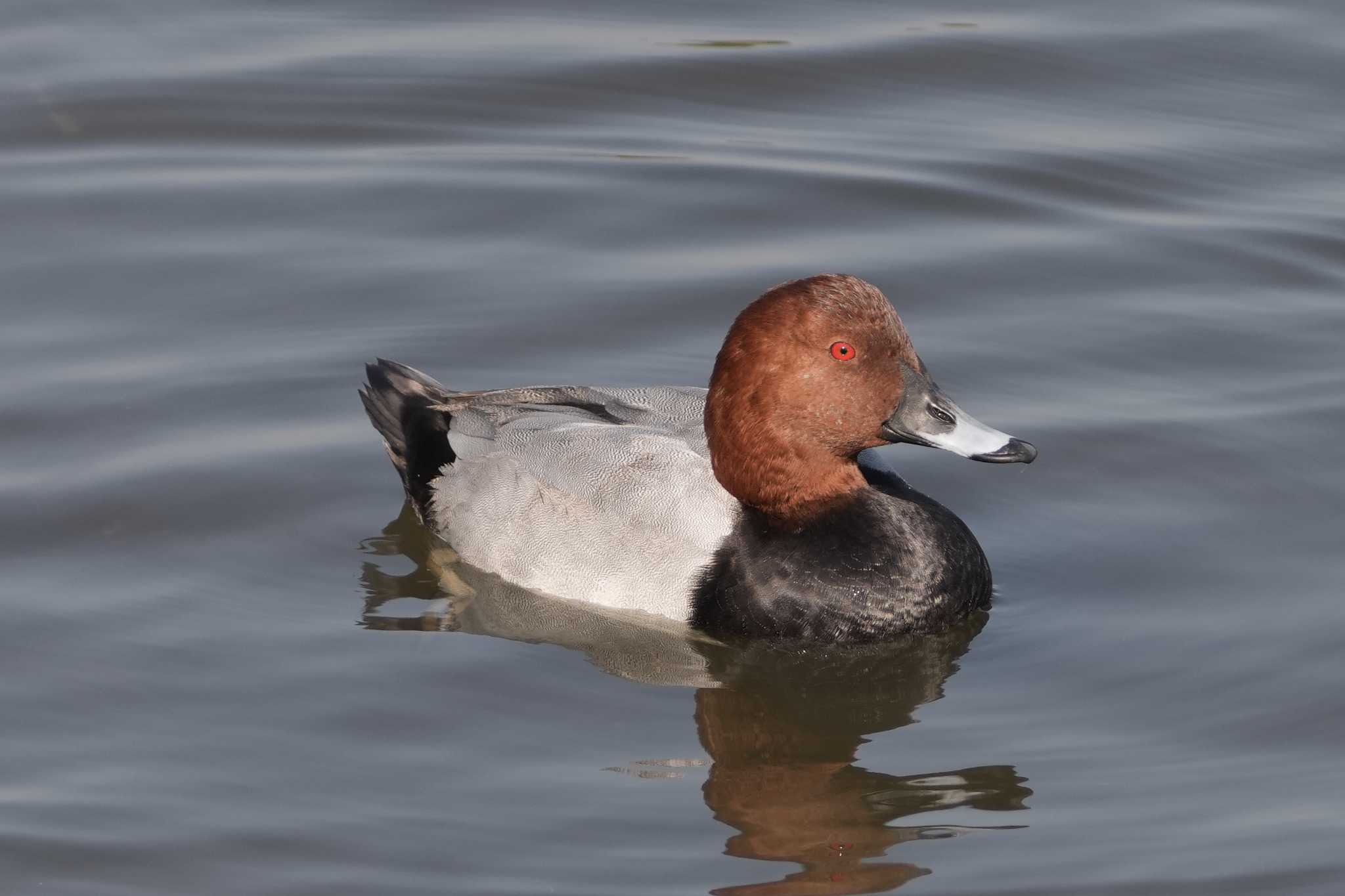 Common Pochard