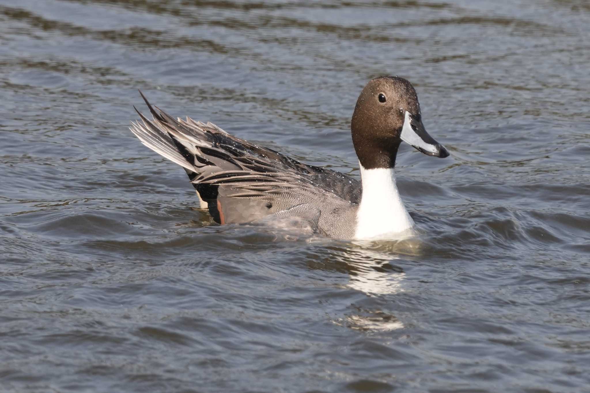 Northern Pintail