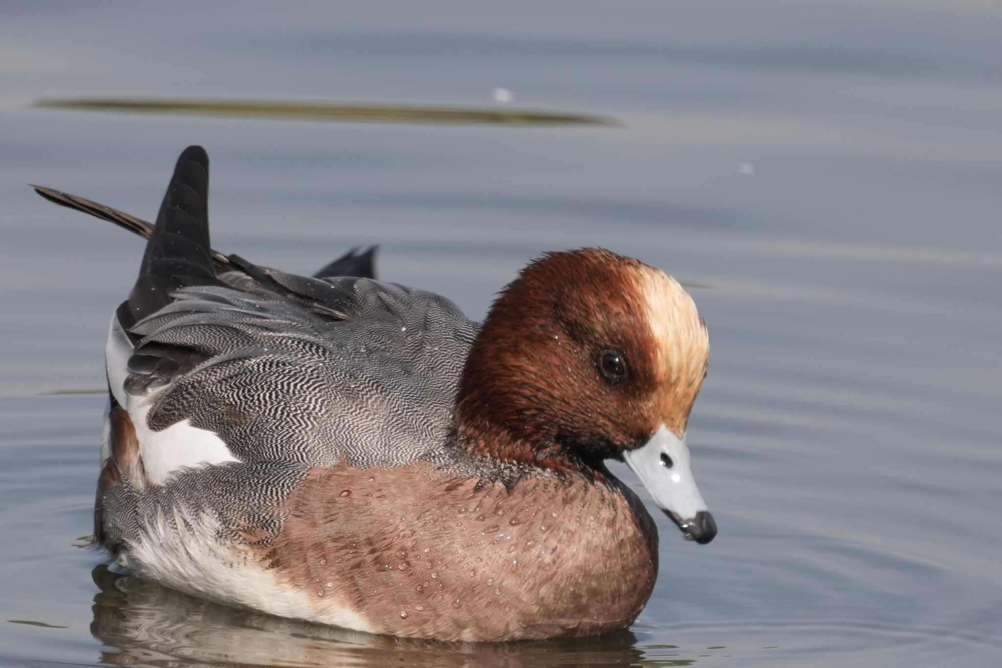 東京港野鳥公園 ヒドリガモの写真