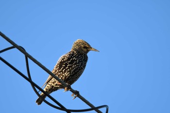 Common Starling 金武町(沖縄県) Fri, 11/3/2023