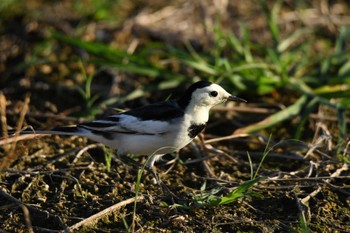 White Wagtail(leucopsis) 金武町(沖縄県) Fri, 11/3/2023