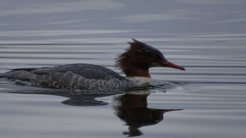 Common Merganser Lake Akan (Akanko) Mon, 10/30/2023