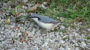 Eurasian Nuthatch(asiatica) Lake Akan (Akanko) Mon, 10/30/2023