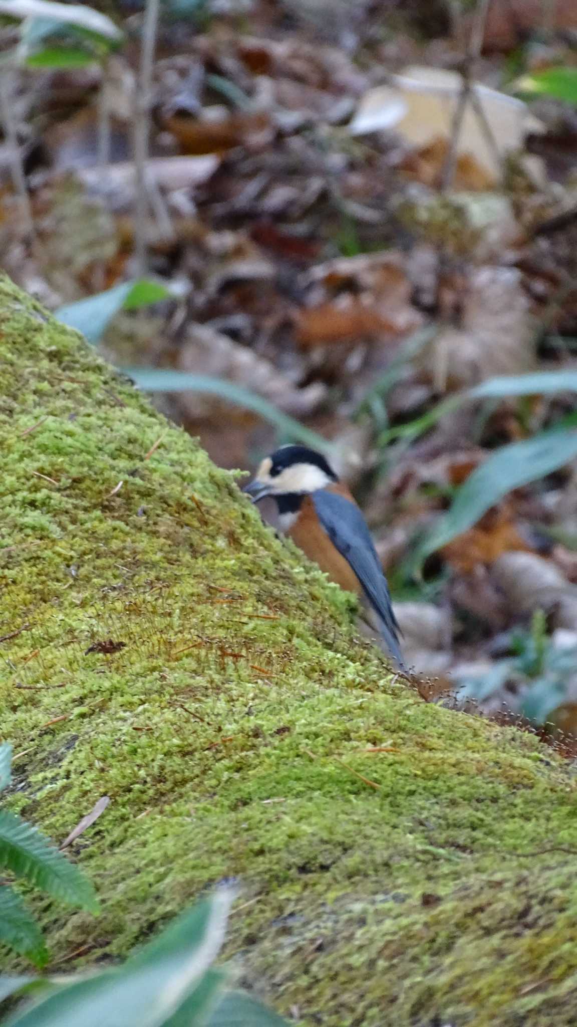 Photo of Varied Tit at Lake Akan (Akanko) by poppo