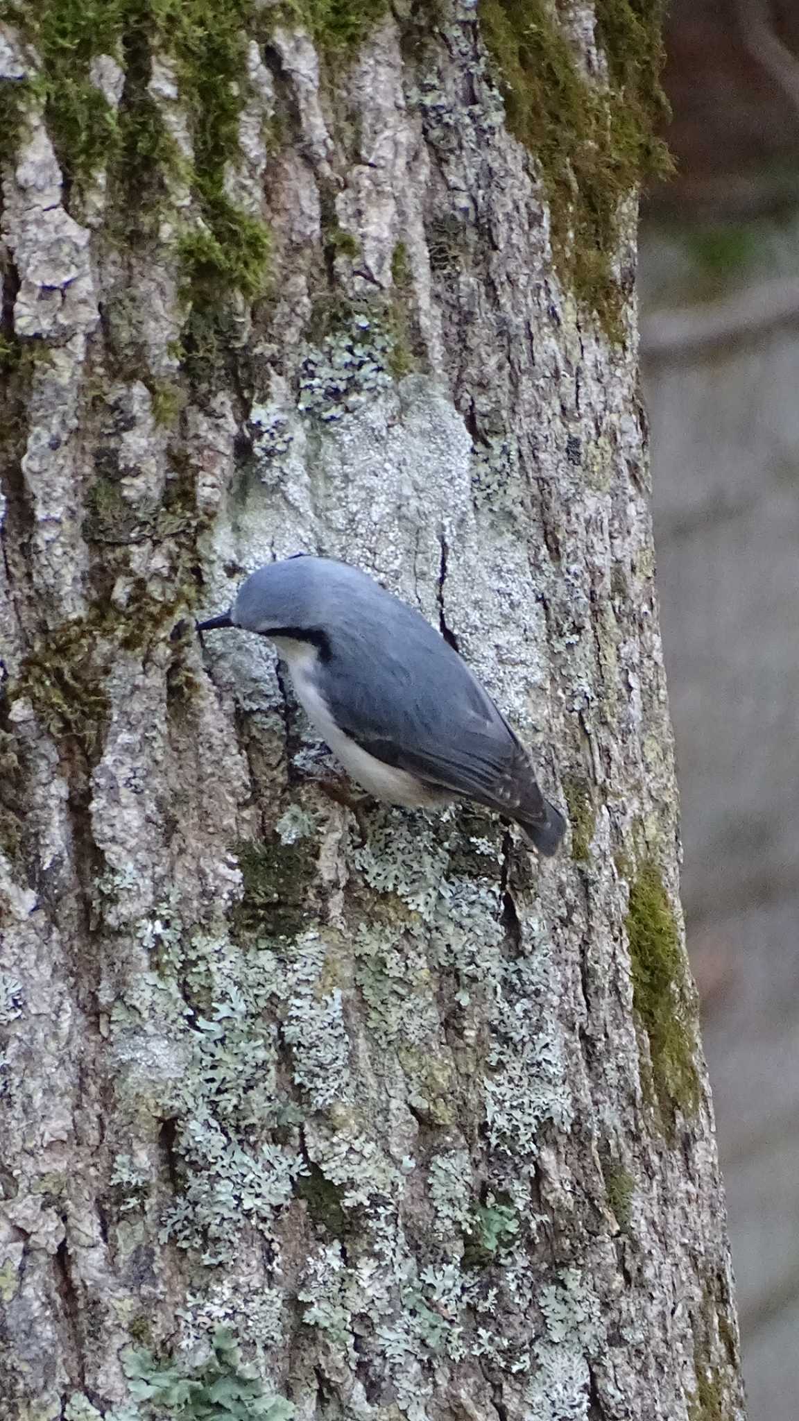 Photo of Eurasian Nuthatch(asiatica) at Lake Akan (Akanko) by poppo