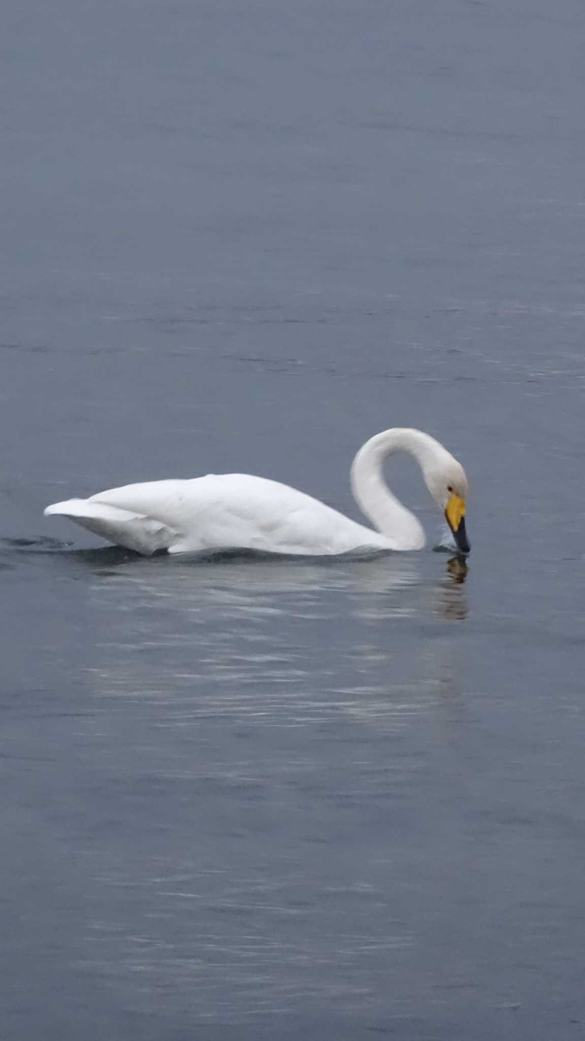 Photo of Tundra Swan at 屈斜路湖 by poppo