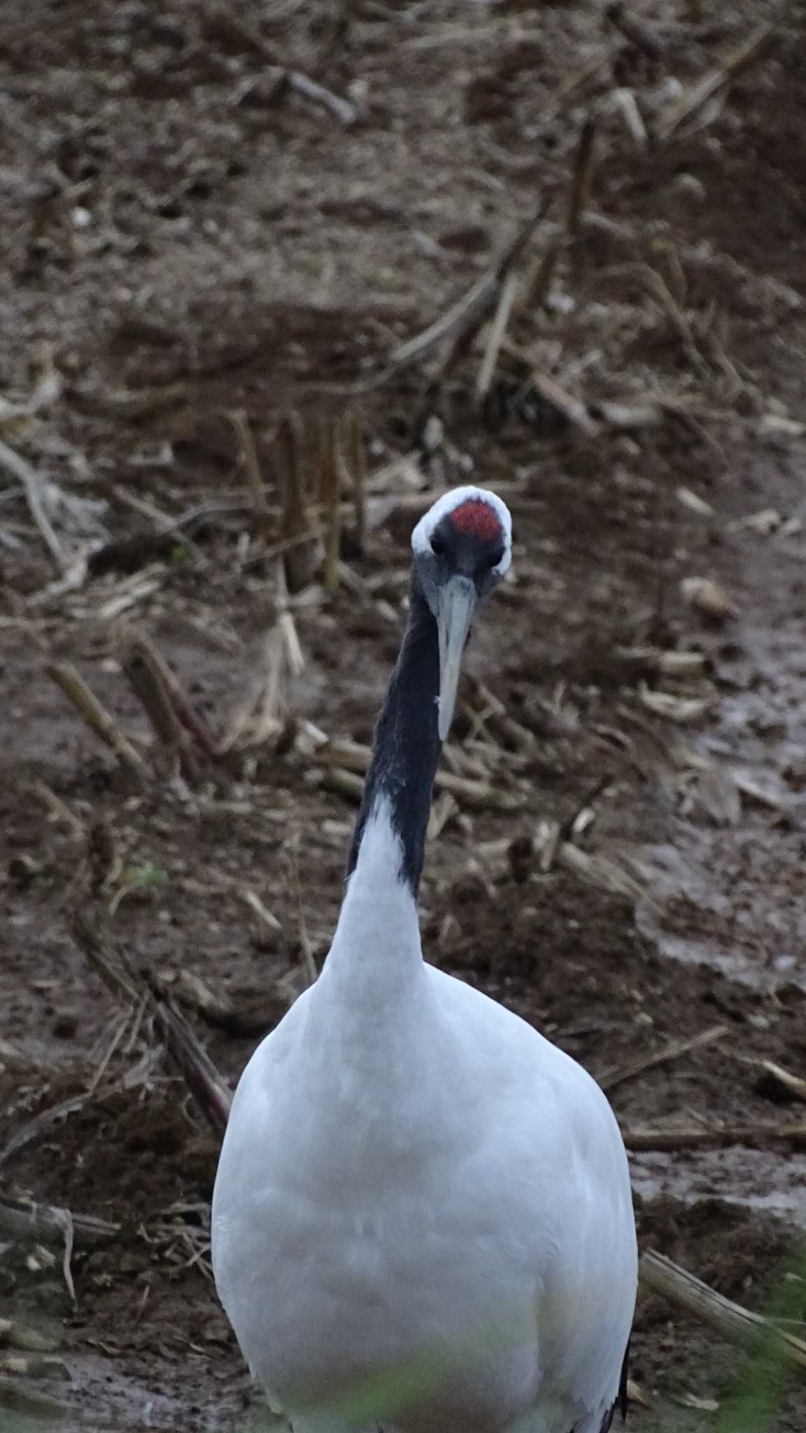 Photo of Red-crowned Crane at 網走市 by poppo