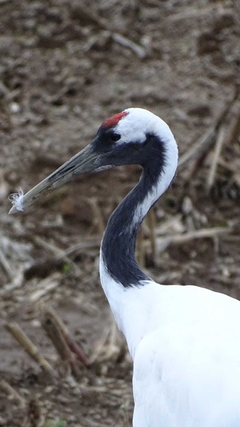 Red-crowned Crane 網走市 Sun, 10/29/2023