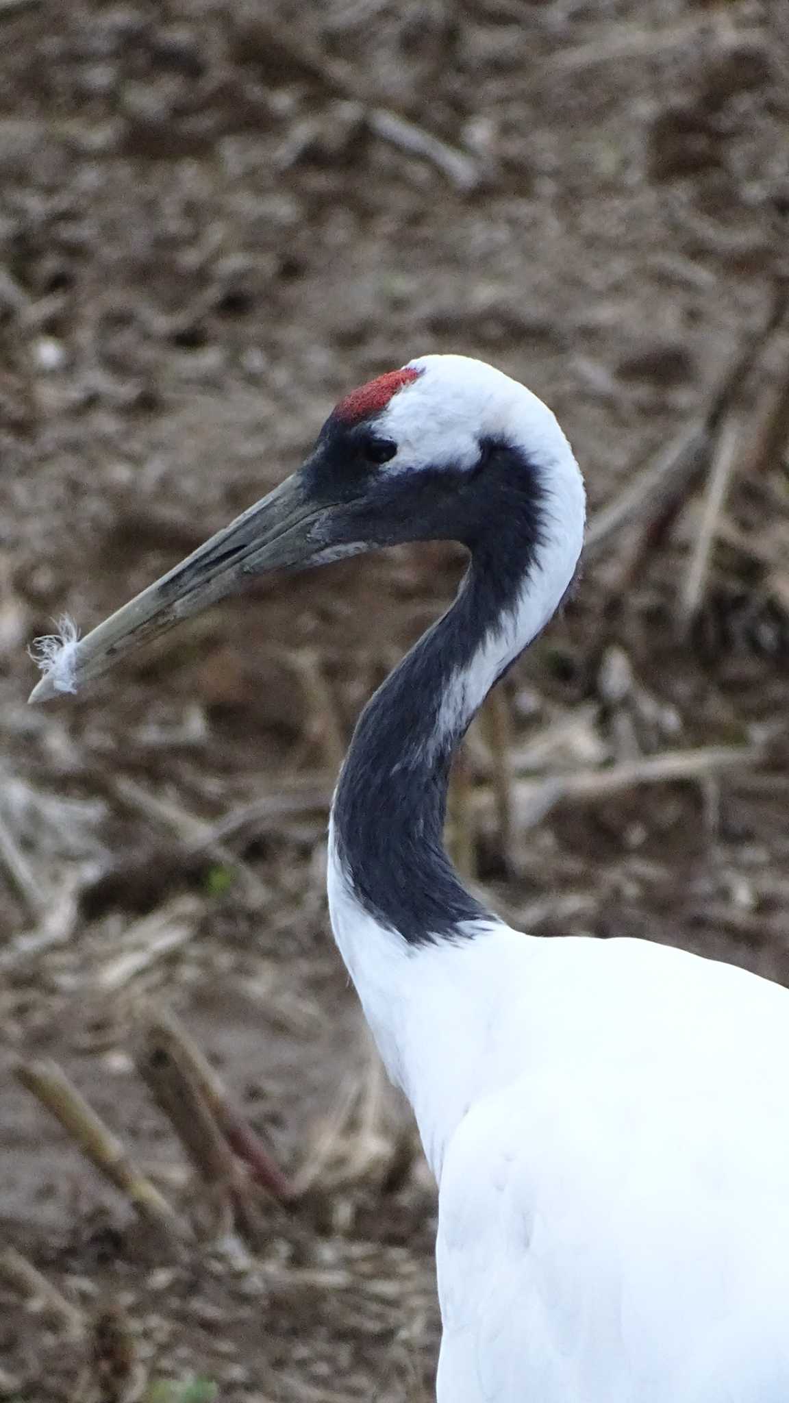 Red-crowned Crane