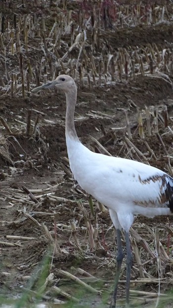 Red-crowned Crane 網走市 Sun, 10/29/2023