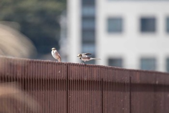 2018年9月26日(水) 南郷洗堰(瀬田川洗堰)の野鳥観察記録