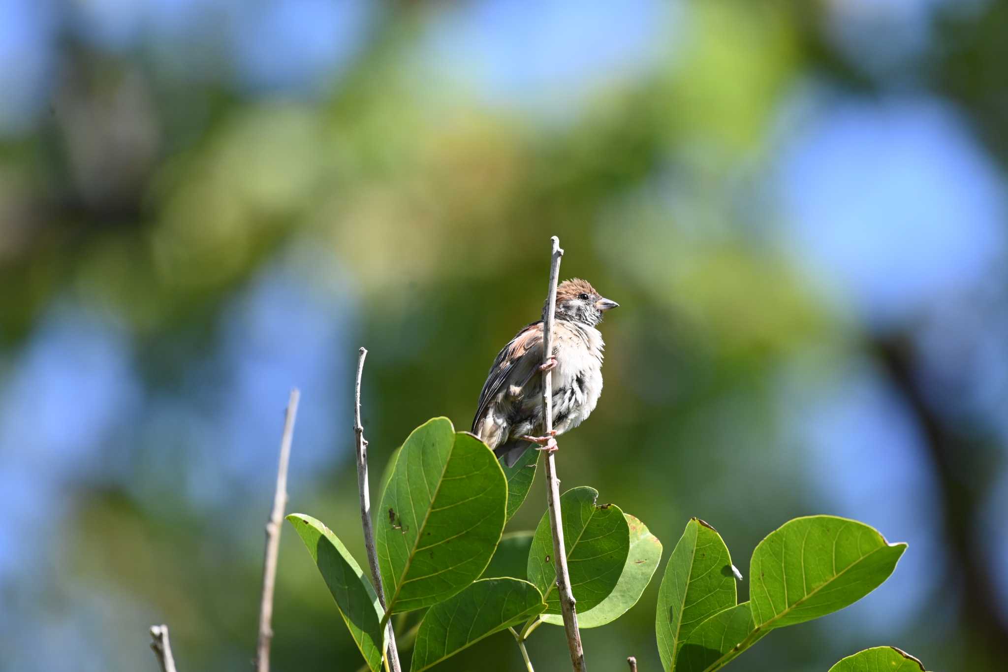 Eurasian Tree Sparrow