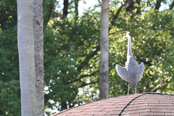 2023年11月3日(金) 大阪鶴見緑地の野鳥観察記録