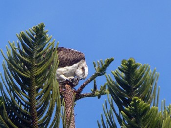 Osprey(cristatus) Cheynes Beach Fri, 10/13/2023