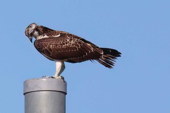 ミサゴ 浮島ヶ原自然公園 2023年11月3日(金)