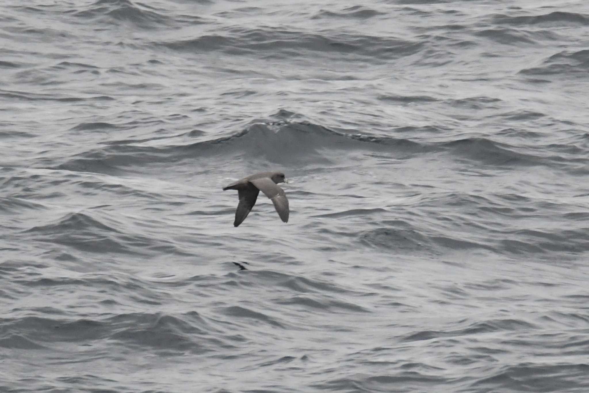 Northern Fulmar