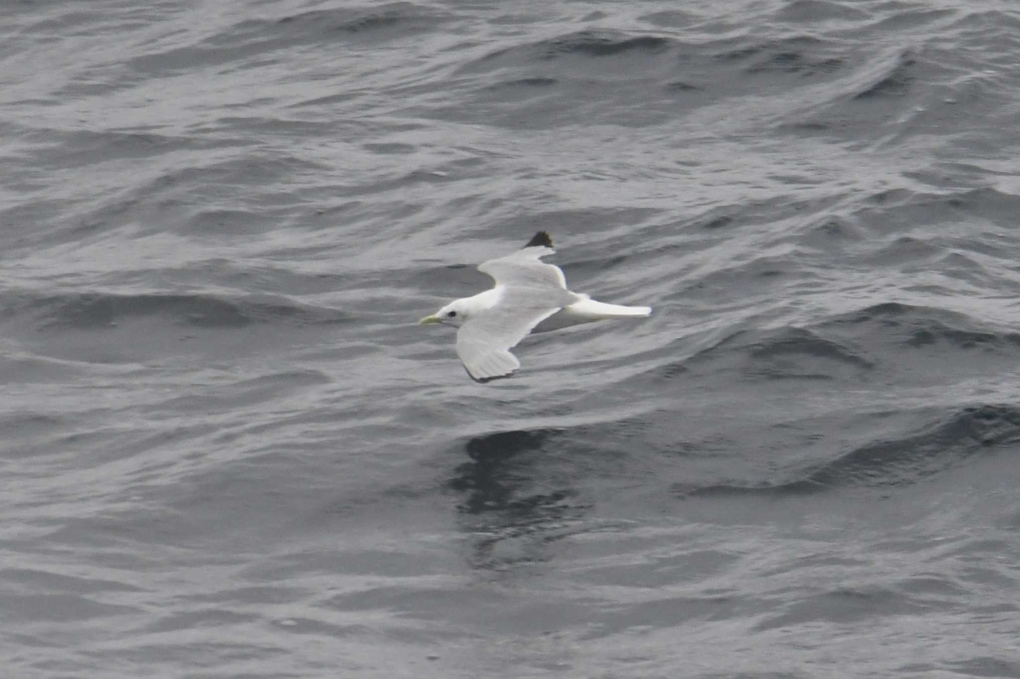 Black-legged Kittiwake