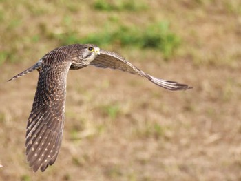 Common Kestrel 千葉県松戸市 Fri, 11/3/2023