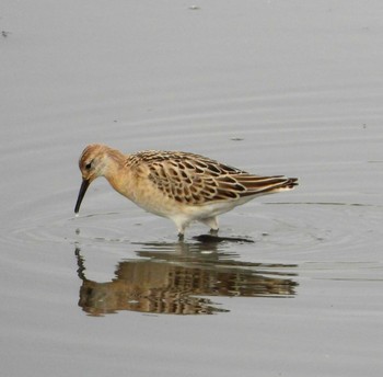 Ruff Unknown Spots Thu, 10/5/2023