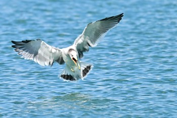 Black-tailed Gull 用宗漁港 Thu, 10/5/2023