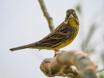 Masked Bunting 兵庫県西宮市 武庫川 Fri, 11/3/2023