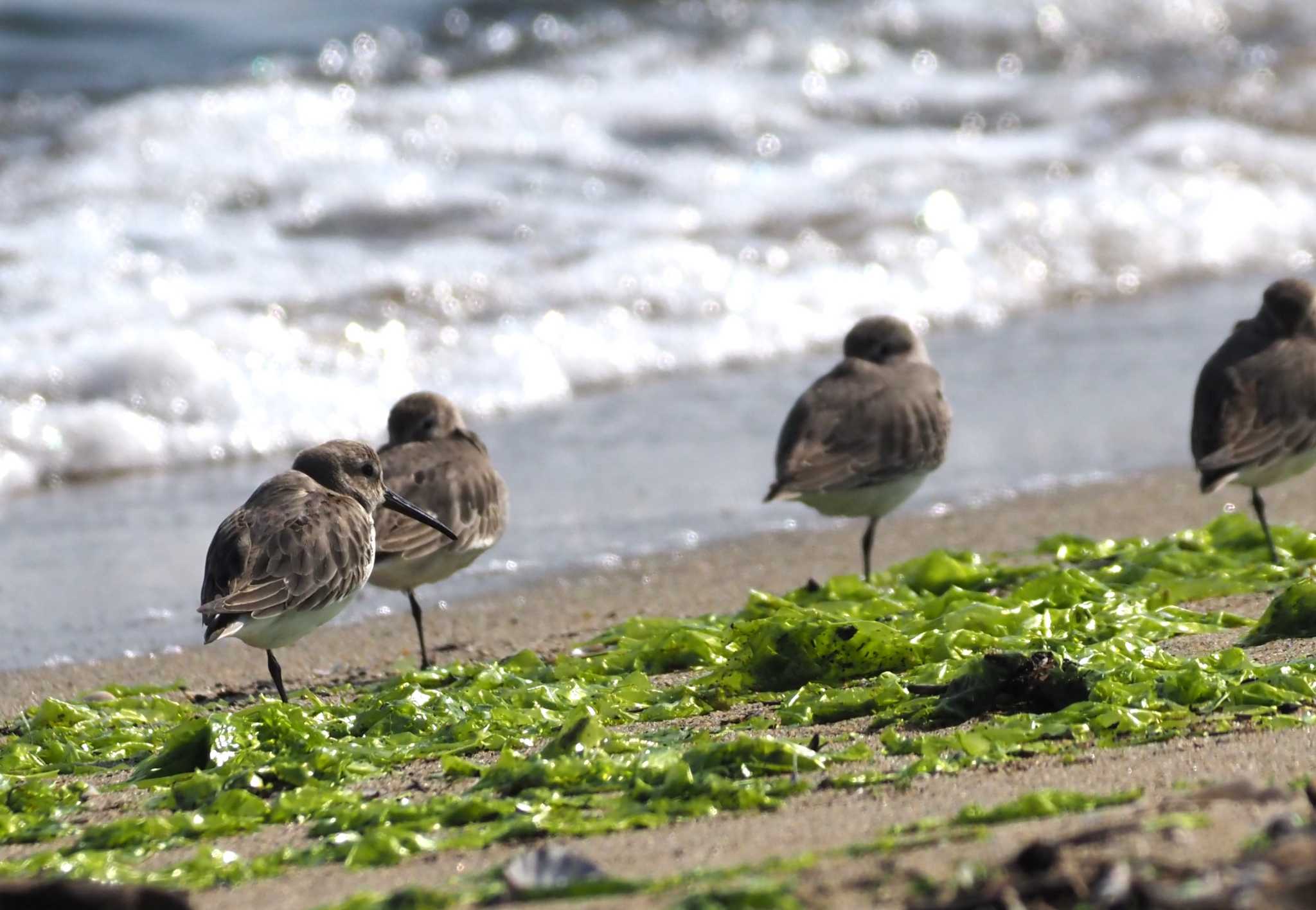 Photo of Dunlin at 雲出川河口 by マル