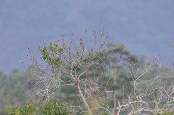 ツメナガセキレイ Bislig Old Airport(PHILIPPINE) 2018年3月17日(土)