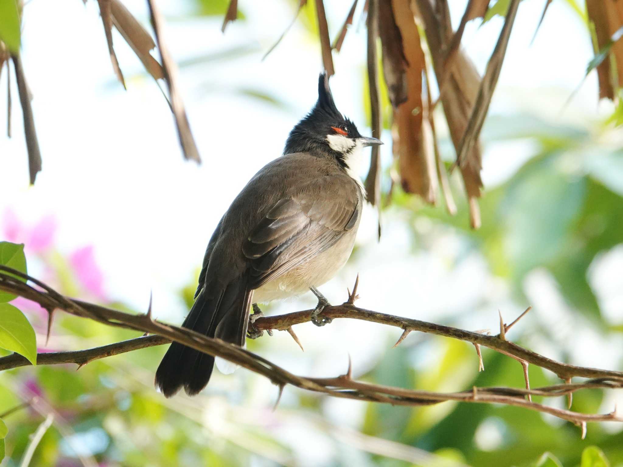 Red-whiskered Bulbul