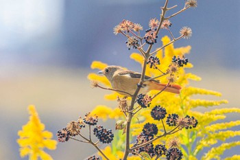 Daurian Redstart 加古大池 Mon, 10/23/2023