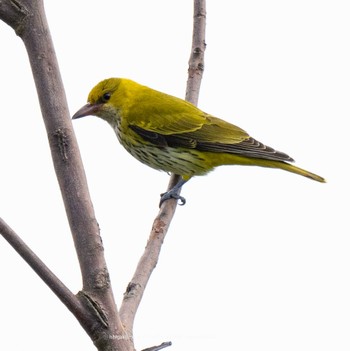 Black-naped Oriole Ishigaki Island Thu, 10/12/2023