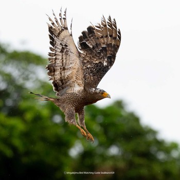 Crested Serpent Eagle Ishigaki Island Fri, 9/29/2023