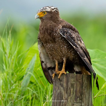 Crested Serpent Eagle Ishigaki Island Fri, 9/29/2023