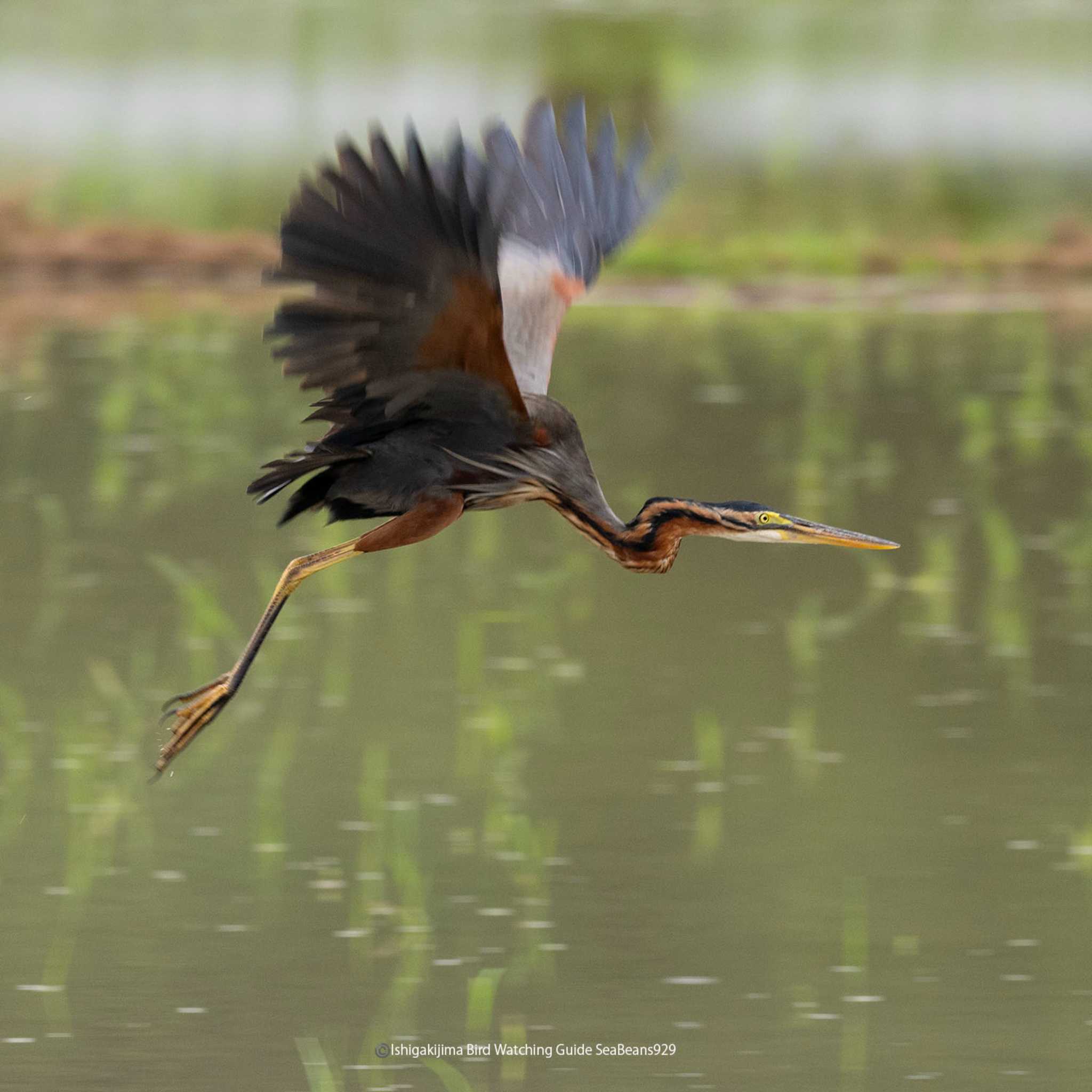 Photo of Purple Heron at Ishigaki Island by sea beans